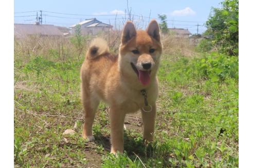販売中の栃木県の柴犬-396197の5枚目